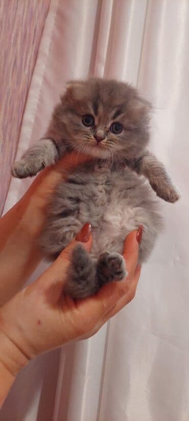 шотландская кошка купить: Şotland uzun tüklü bala 40 gūnlük erkek şirin oynagan — 2