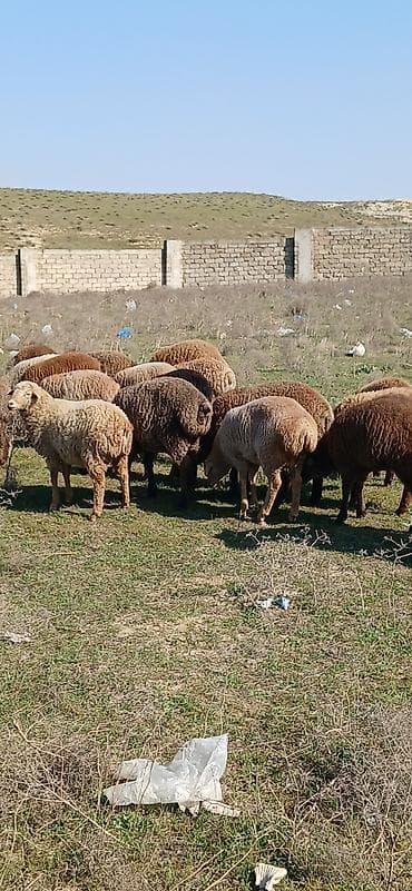 Gəmiricilər: Mal-qara: Qoyun sürüsü Təsvir: - Şəkillərdə müxtəlif rəngli (qonur — 5