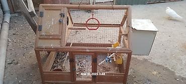 heyvanlar: Prablemsiz qefesdi — 3