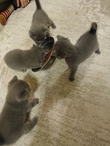 tazı: Britan, Yaxşı əllərə — 3