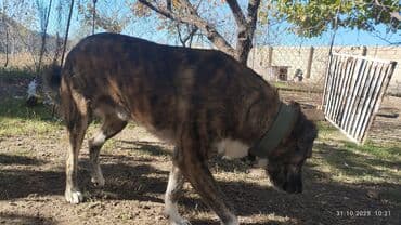 it ucun zəncir: İt – böyük cüssəli, qısa tüklü, tünd-qəhvəyi/brindle rəngdə. Aşağıdakı — 3