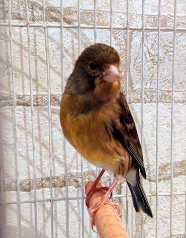 qaz və ordək: Bülbülərin satışı — 5