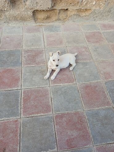 Heyvanlar üçün mallar: Balaca, krem rəngli it balası Xüsusiyyətlər: - Ağımtıl/krem rəngli — 8