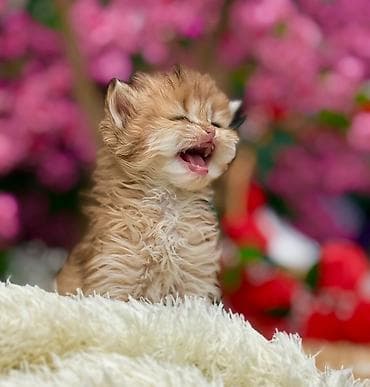 it adlari disi: Cins pişik balası – uzun tüklü, qızılı-şabalıdı rəng palitrası, yumşaq — 2