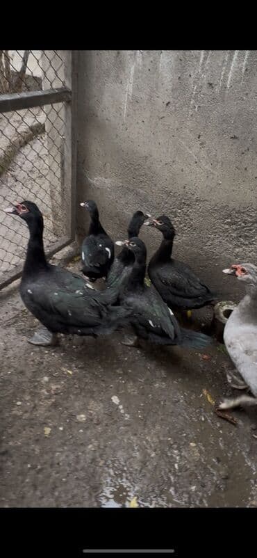 Erkək, | Lal ördək, Ətlik