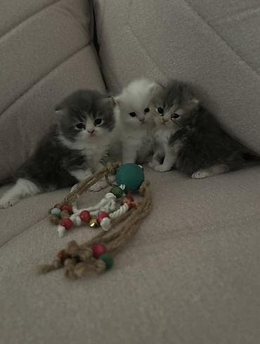 Кошки: Персидская, Самец — 1