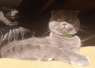 Şotland yastı qulaq, Erkək