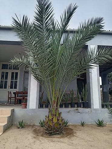 Xurmapalma (Phoenix dactylifera) – iri ölçülü, dekorativ landşaft