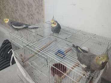 ev pişiyi növləri: 3 кореллы (2 самца, 1 самка) 1 волнистик (самка) Все с клетками и — 3