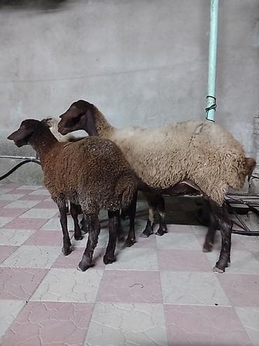 dişi qoyun: Qoyunlar – yerli ətlik-südlük istiqamət - Şəkillərdə quzu və anası ilə — 4