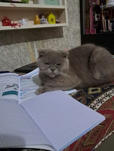 отдам котенка в хорошие руки: Британская вислоухая — 2