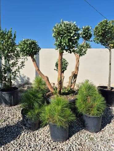 həmişə yaşıl bitkilər: Bağ və landşaft üçün iynəyarpaqlı dekorativ bitkilər - Thuja — 25