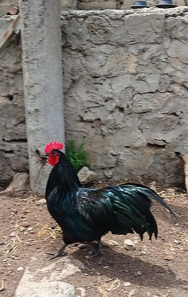 essek sudu satilir: Avstralop toyuqlarının mayalı yumurtası.Qiymət 80 qəpik — 6