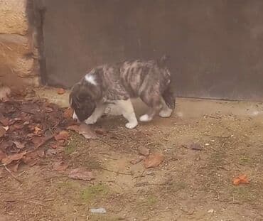 alabay balasi satilir: Alabay — 3