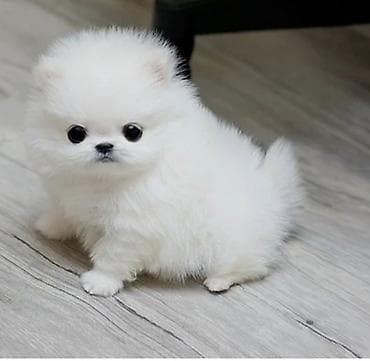 pomeranian spitz baku: Şpitz, 2 ay, Sənədli — 1