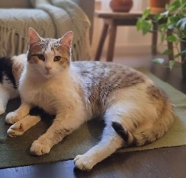 pişik adları dişi: Dişi, Yaxşı əllərə — 1