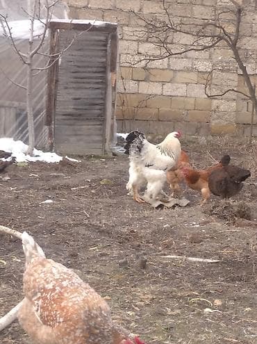 toyuqlar: Toyuq, Brama, Damazlıq, Ödənişli çatdırılma — 6