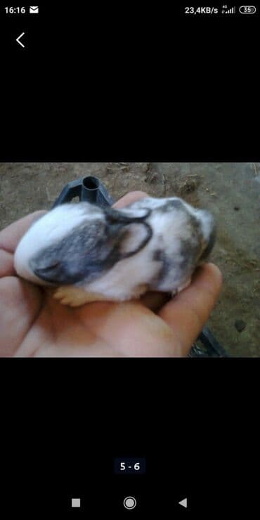 передержка кошек в баку: Yerli Bala Dovwanlar Biri 6 Manata Bakiye Catirilmanan Biri 10 Manata — 4