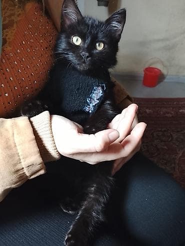 Digər heyvanlar: Yaxşı əllərə — 1