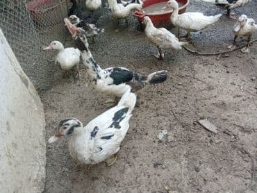 Satılır kala ördək lalafo.az -da Satılır kala ördək