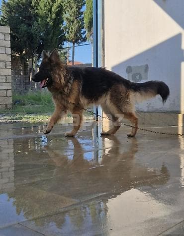 Temiz sortdu alana yuvasında üstünde hediye olunur 2 yaş var şərait