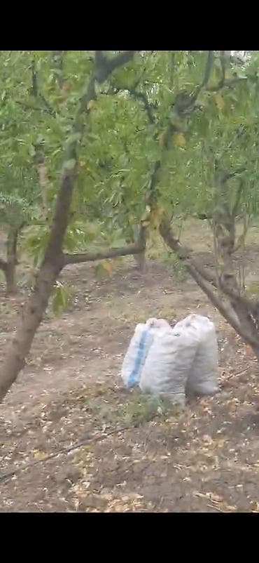 quru çay: Məhsul: Badam bağından təzə yığılmış badam (qabıqlı) Təsvir: - — 1