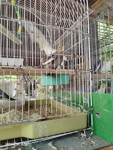 feniks quşu: Nimfalara (Cockatiel) aid quşlar - Növ: Nimfa (Cockatiel), daraqlı — 6