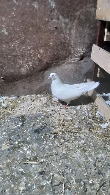 muhabbet quş: Biri fərədi biri xoruz satılır biri 5 manat — 1