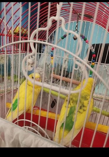 Попугаи: 2 disi bir erkek. Qefesle birge qiymeti 40 manat. Videolarida var — 7