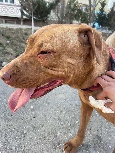 poodle it: 1 il, Dişi, Sənədli, Ünvandan götürmə — 1