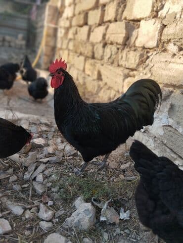 cins ineklerin satisi: Temiz qan avstrolop cuce ve yumurta satisi edilir.Sekilde gorduyunuz — 4