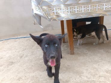 tok coban: Alman çoban iti, 3 ay, Erkek — 5