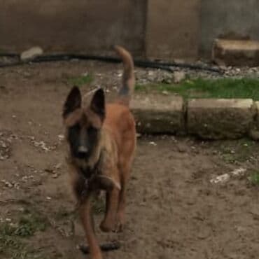 alman qurdu it: Belçika çoban iti, 2 il, Dişi, Peyvəndli, Ünvandan götürmə — 2