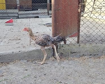 cüce: Toyuq cücələri, Damazlıq — 1