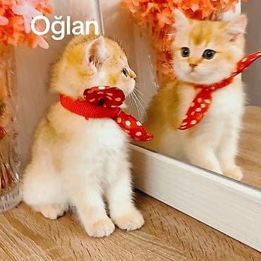 heyvan geyimleri: Qızıl şinşilla, Erkək, Pulsuz çatdırılma — 2