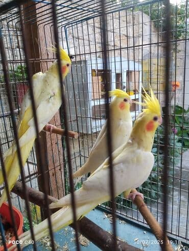 hələb kecilərin qiyməti: Korella Karella tutuqusu papuqay sevgi quşu nerazlucnik valnist 14 — 4