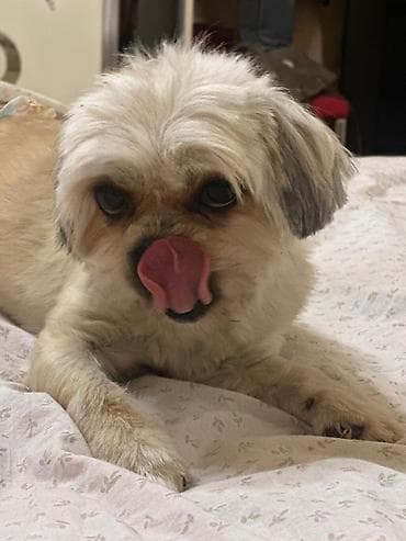 it etibarlı əllərə verilir: Shi-tsu, 1 il, Dişi, Peyvəndli, Ödənişli çatdırılma — 1