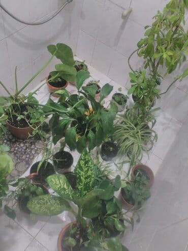 sarmaşiq: 16 növ fərqli bitki var və bu bitkilərin də içində fərqli bitki — 3