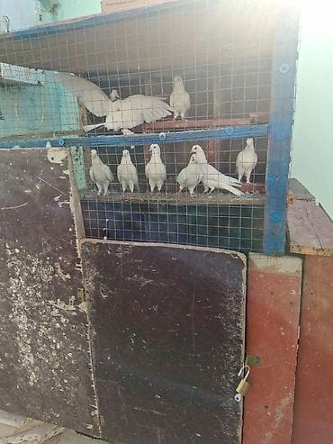 göyərçin satışı: Tergidirem isle elaqeder hamsi cutdur uçuslu heyvanlardi baxan bilecey — 3