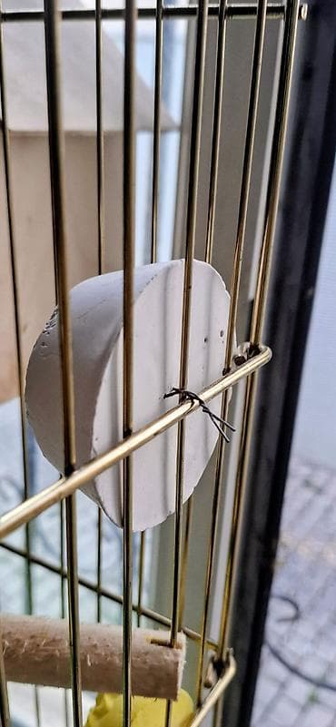 Клетки: Qefes yenidir. Eni 36sm uzunu44 hundurluyu 79sm. Papuqaylar cutdur — 4