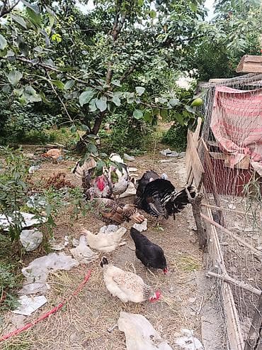 quslar: Məhsul: Qanadlı heyvanlar (hinduşka və toyuq) Təsvir: - Həyətdə — 1