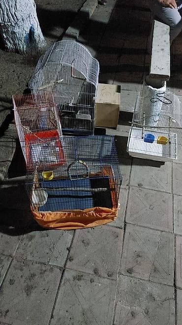 Geyimlər: Qəfəsler 25-35 azn — 4