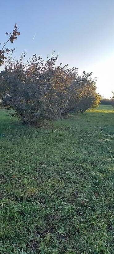 lökbatan torpaq: 166 sot, Kənd təsərrüfatı, Mülkiyyətçi, Kupça (Çıxarış) — 4