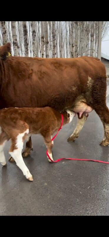sabuncu heyvan bazari: Satılır: inək bala ilə - Cins: qırmızı-ağ rəngdə, ətlik-südlük tip — 6
