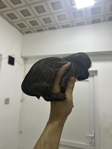 ilan dermani: Malta bolonka, 2 ay, Dişi, Peyvəndli, Pulsuz çatdırılma — 7