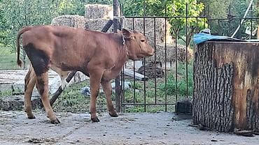 erkey danalar: Dişi, Simental, il: 3, 500 kq — 9