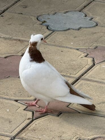 İtlər: Qirmizi boyun desde abrez baladan qizma mayaya oxsuyur — 3