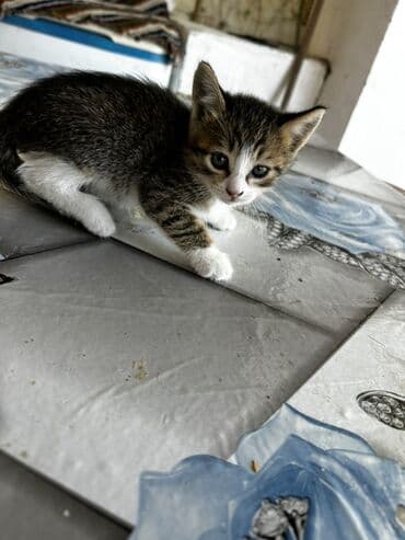 возьму котенка в добрые руки: Yaxşı əllərə, Ünvandan götürmə — 4