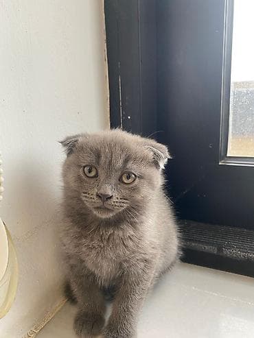 pişik şotlant: Şotland — 7