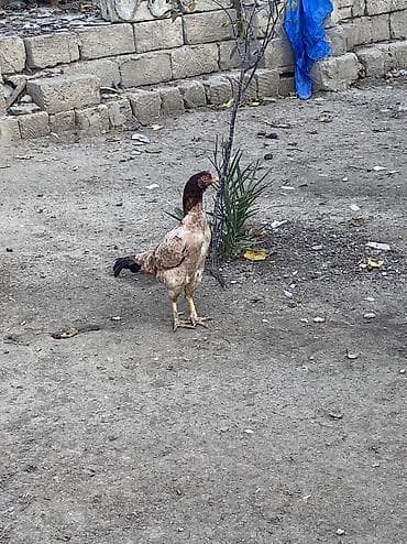 karella quş: Toyuq, Yumurtalıq — 5